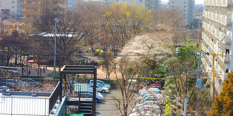 近くのマンションの桜
